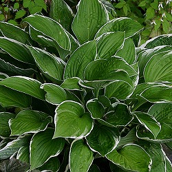 ギボウシ：フランシー11cm角ポット