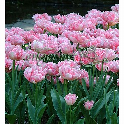 チューリップ：フォックストロント1球植え芽出し3号深ポット 2個セット(早咲き)