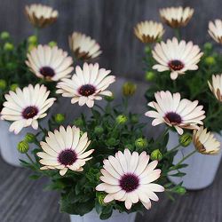 オステオスペルマム：パティエベリーズパフェ3号ロングポット 3株セット