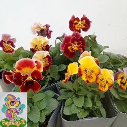 見元園芸のパンジー：でめきんダンス3-3.5号ポット 3株セット