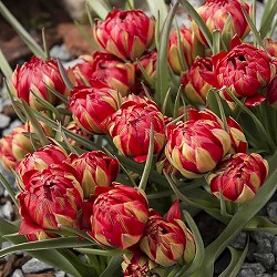 原種系チューリップ：サマンサ2球植え3号ポット 2個セット