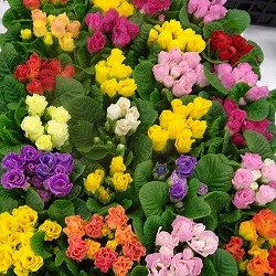 八重咲プリムラ：キャンディマジック3号ポット 12株セット