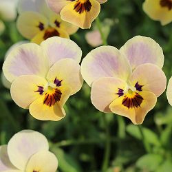 見元園芸さんのビオラ：シェリルの片思い3-3.5号ポット 6株セット