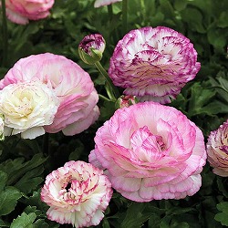 ラナンキュラス：マシェ・バイカラーミックス（ピンク系）3.5号ポット