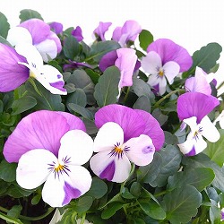 ビオラ:ソルベXP ピンクウイング3~3.5号ポット