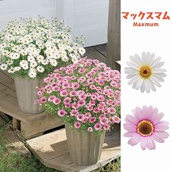 マックスマム：ホワイトとピンク3.5号ポット2種セット