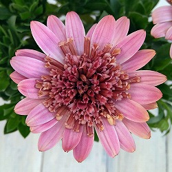 [26年1月中下旬予約]オステオスペルマム：プリンセス コーラル4号鉢