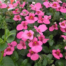 [26年3月中下旬予約]ディアスシア：ダーラ　ローズ3.5号ポット