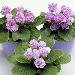 プリムラ：ブルーベリーのムース3-3.5号ポット苗 12株セット