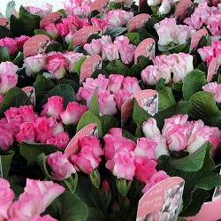 プリムラ：ブライダルベル3.5号ポット苗 12株セット