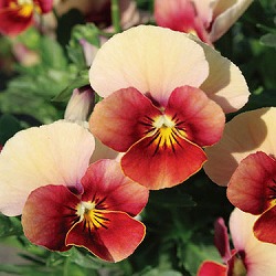 見元園芸さんのビオラ：ピーチランド3-3.5号ポット 6株セット