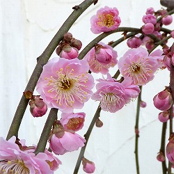 花梅（ハナウメ）：藤牡丹枝垂れ（フジボタンシダレ）8号鉢植え高さ約1.1ｍ
