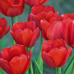 チューリップ：ファーストスター5号鉢植え（6球入り）