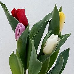 チューリップ：花色ミックス4号鉢植え（5球入り）