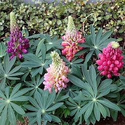 ルピナス：リリアン花色ミックス3.5号ポット 2株セット