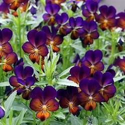 ビオラ：リトルコニー　夜空ノムコウ3.5号ポット