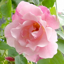 [送料無料][26年4月上旬予約]つるバラ：スパニッシュビューティ新苗