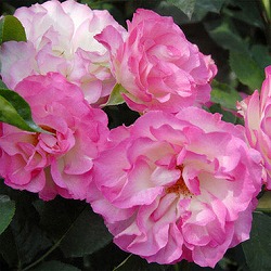 [送料無料][26年4月上旬予約]四季咲中輪バラ：ストロベリーアイス新苗