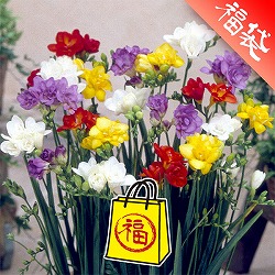 ＆#9747;フリージア八重咲き花色ミックス3号 7ポットセット