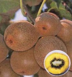 キウイ（メス木）：イエロークイーン4～5号ポット.