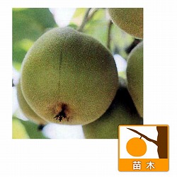 キウイ（メス木）：アップルキウイ4～5号ポット