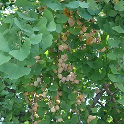 ギンナン（銀杏・イチョウ）：藤九郎（トウクロウ）4～5号ポット