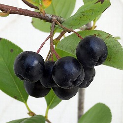 アロニア（チョコベリー）： バイキング5号ポット