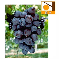ブドウ：オリエンタルスター接木苗4号ポット