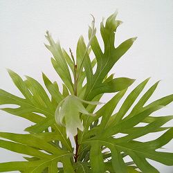 [26年3月中下旬予約]グレビレア：ベイリアナ（バイレイヤナ）6号鉢植え