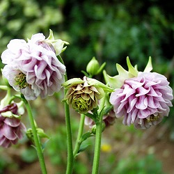 オダマキ：ウィンキーローズ＆ホワイト3～3.5号ポット 2株セット