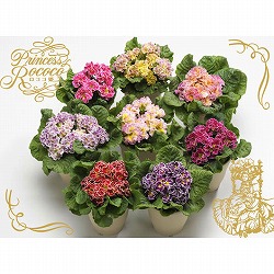 プリムラ：ポリアンサ  ロココ姫（花色ミックス）3号ポット 6株セット