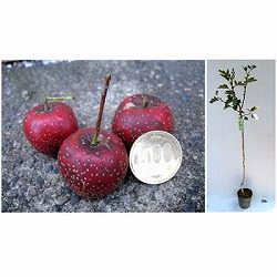 サンザシ（大実山査子）：大紅 5号ポット