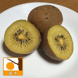 キウイ雌雄2種受粉樹セット：アップルキウイと孫悟空