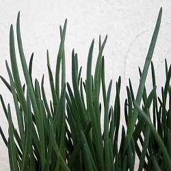 20日わけぎ（ハツカワケギ　二十日分葱）の苗3号ポット