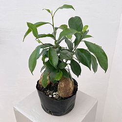 ガジュマル：根上仕立て　６号ポット