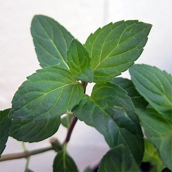 [送料無料]ミント：クールミント3号ポット 24株セット