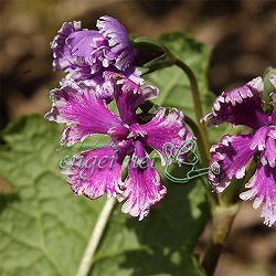 日本サクラソウ（桜草）八重咲き：キラキラ星（きらきらぼし）3号ポット
