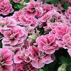 ペチュニア：ホイップマカロン　フレーズムース3-3.5号ポット