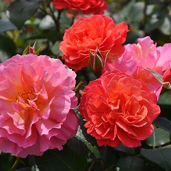 （開花予定株）ロサ・オリエンティス：アリュマージュ6号角鉢植え*