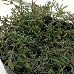 タイム:オレンジスパイス3号ポット