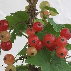 カシス：赤実フサスグリ（レッドカーラント）3-3.5号ポット