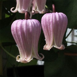 クレマチス：ラフネスバーシカラー4号ポット（ヴィオルナ系）