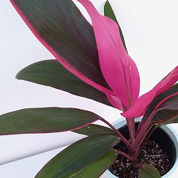 コルジリネ（コルディリネ）：アトム　4号鉢入り