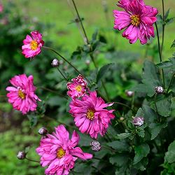 [送料無料]シュウメイギク（秋明菊）：赤花（濃桃花）八重3号ポット24株セット