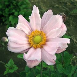 シュウメイギク（秋明菊）：桃花八重3号ポット12株セット