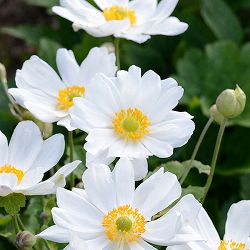 [送料無料]シュウメイギク（秋明菊）：白花八重3～3.5号ポット24株セット