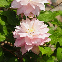 クレマチス：ハルヒメ（春姫）3.5号ポット（パテンス系）