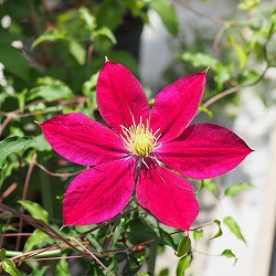 クレマチス：ライジングサン3.5号ロングポット（フロリダ系）