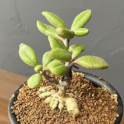 チレコドン：ステノカウリス　3号鉢植え