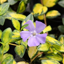 ビンカ ミノール：イルミネーション2.5号ポット 6株セット